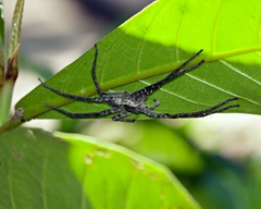 Cupiennius coccineus