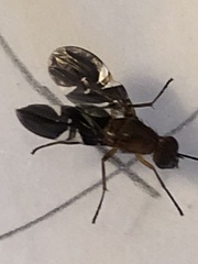 Delphinia picta
