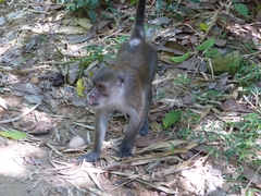 Macaca fascicularis