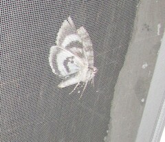 Catocala fraxini