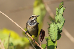 Luscinia svecica