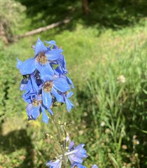 Delphinium cultorum