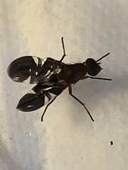 Delphinia picta