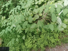 Streptopus amplexifolius