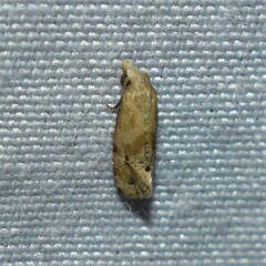 Platphalonidia magdalenae
