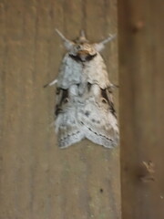 Nycteola