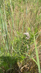 Pycnanthemum