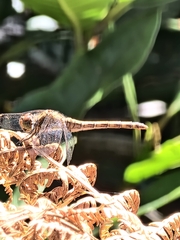 Sympetrum striolatum