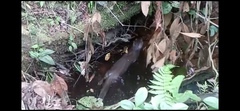 Lontra longicaudis