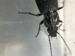 Pterostichus