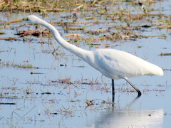 Ardea alba melanorhynchos