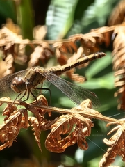 Sympetrum striolatum