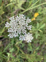 Daucus carota