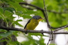 Cardellina canadensis