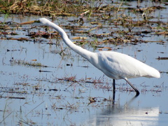 Ardea alba melanorhynchos