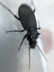 Pterostichus