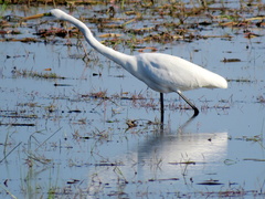 Ardea alba melanorhynchos
