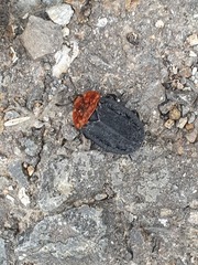 Oiceoptoma thoracicum