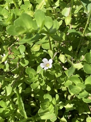 Bacopa