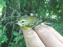 Setophaga discolor