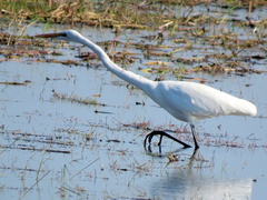Ardea alba melanorhynchos