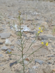 Linaria odora