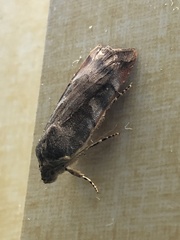 Noctua janthe