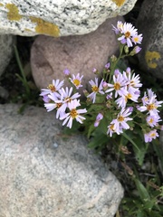 Tripolium pannonicum