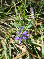 Polygala serpyllifolia