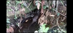 Lontra longicaudis
