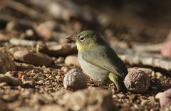 Zosterops abyssinicus arabs