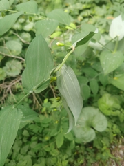 Streptopus amplexifolius