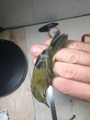 Setophaga discolor