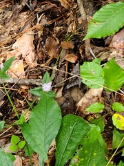 Elephantopus carolinianus