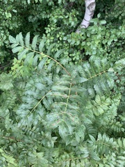 Sorbus aucuparia