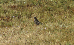 Turdus torquatus