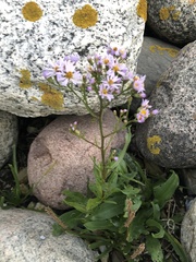 Tripolium pannonicum