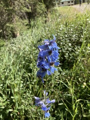 Delphinium cultorum