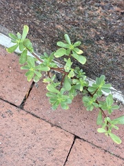 Portulaca