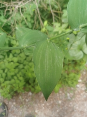 Streptopus amplexifolius