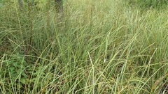 Cladium mariscus