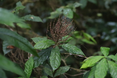 Euphorbiaceae