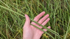 Cladium mariscus
