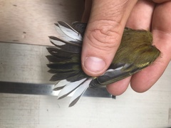 Setophaga discolor
