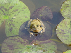 Pelophylax saharicus