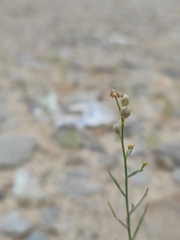 Linaria odora