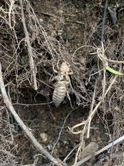Ophiogomphus rupinsulensis