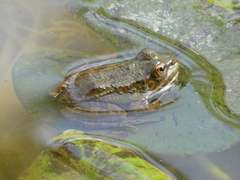 Pelophylax saharicus