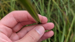 Cladium mariscus