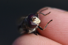 Sericomyia lata